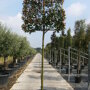 Lei glansmispel (Photinia)